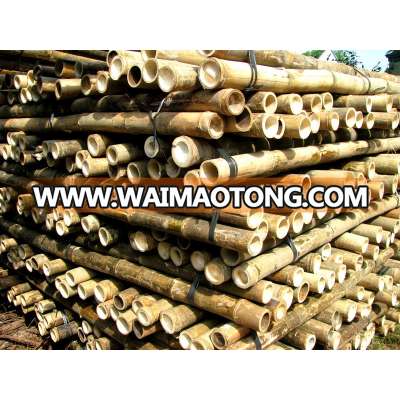 [wholesale] Bamboo raw materials - Natural Tam Vong bamboo pole solid / Cane - Dry bamboo Decor, Builders